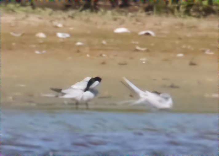 Gull-billed Tern - ML620471559