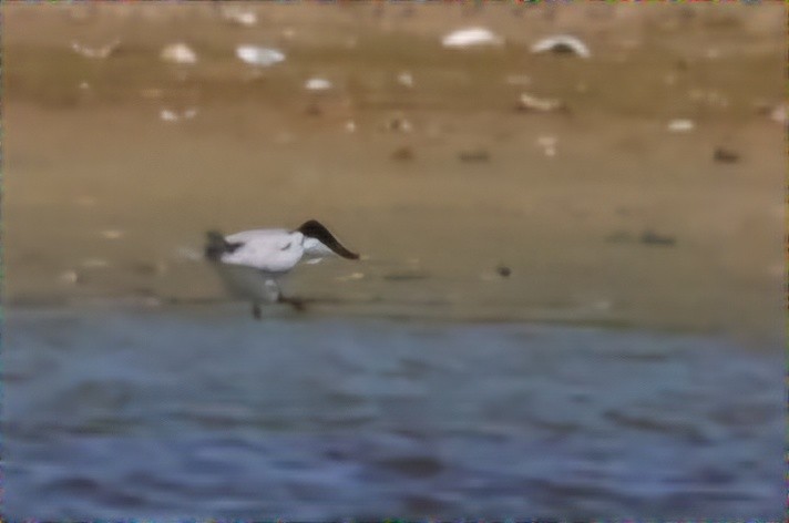 Gull-billed Tern - ML620471560