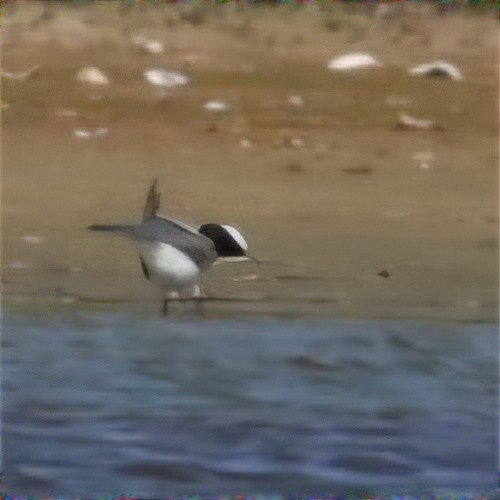 Gull-billed Tern - ML620471564