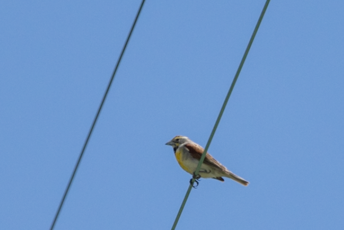 Dickcissel - ML620471565