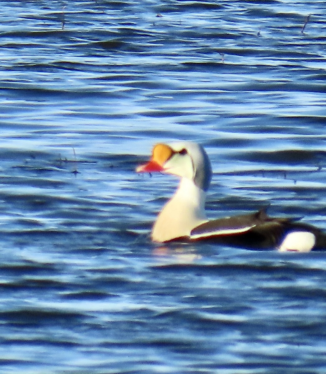 King Eider - ML620471566