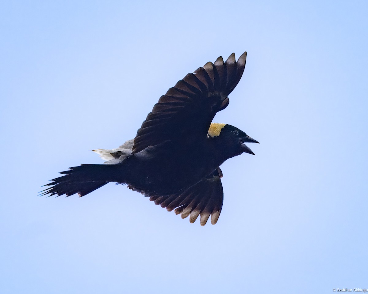 bobolink americký - ML620471567