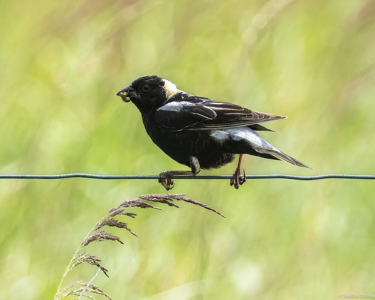 bobolink americký - ML620471568