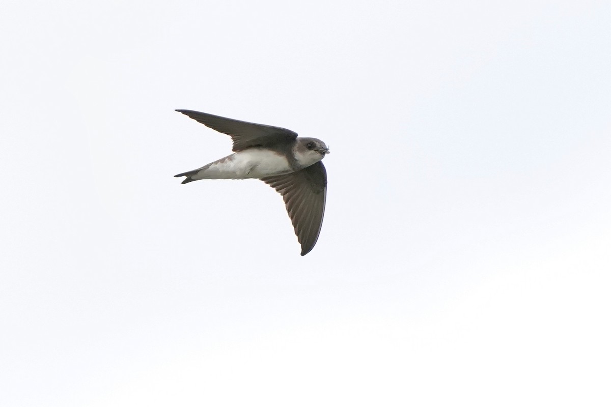 Bank Swallow - ML620471571