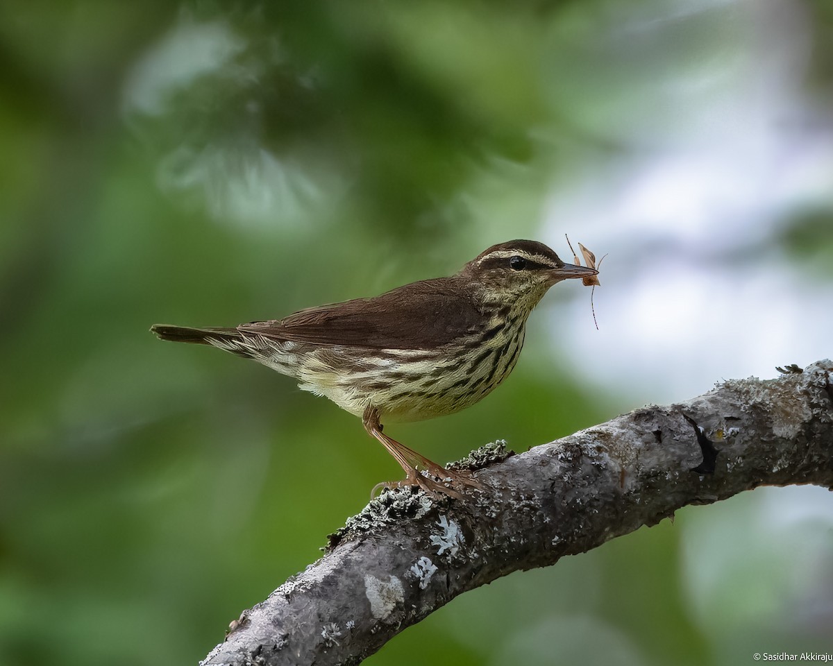 Northern Waterthrush - ML620471575