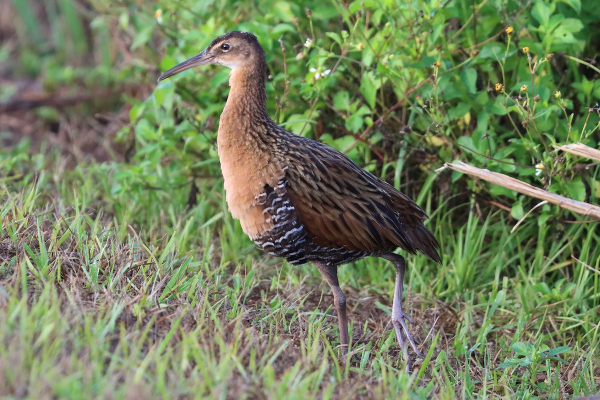 King Rail - Wayne Patterson