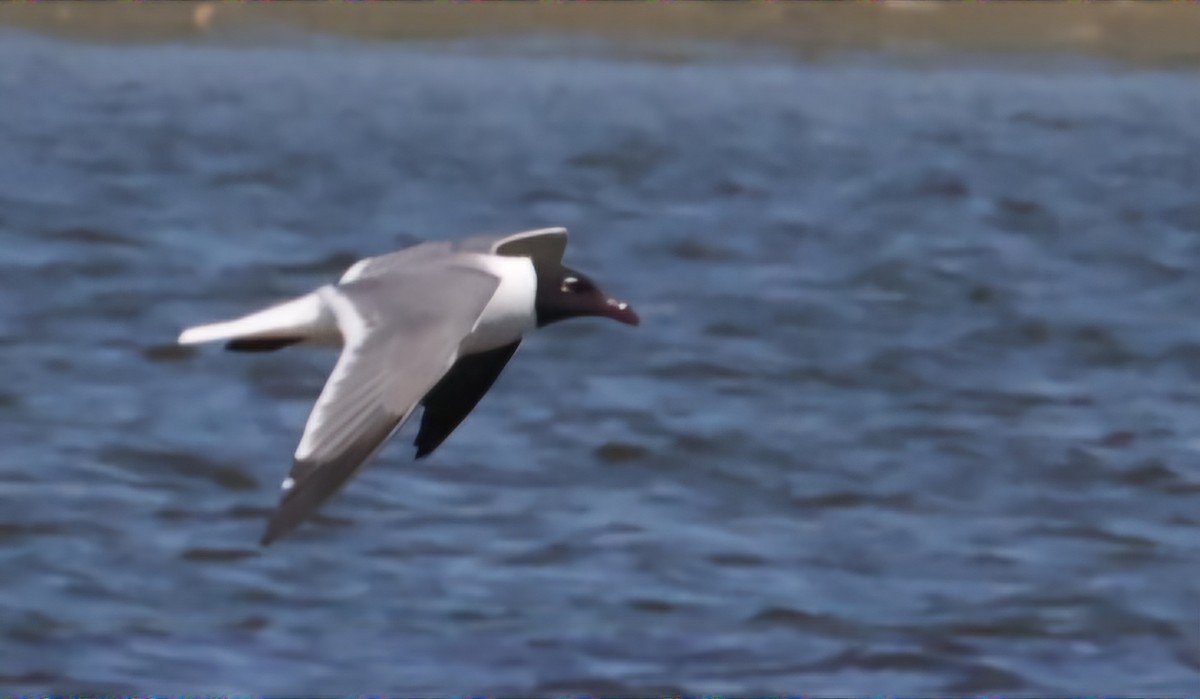 Gaviota Guanaguanare - ML620471586