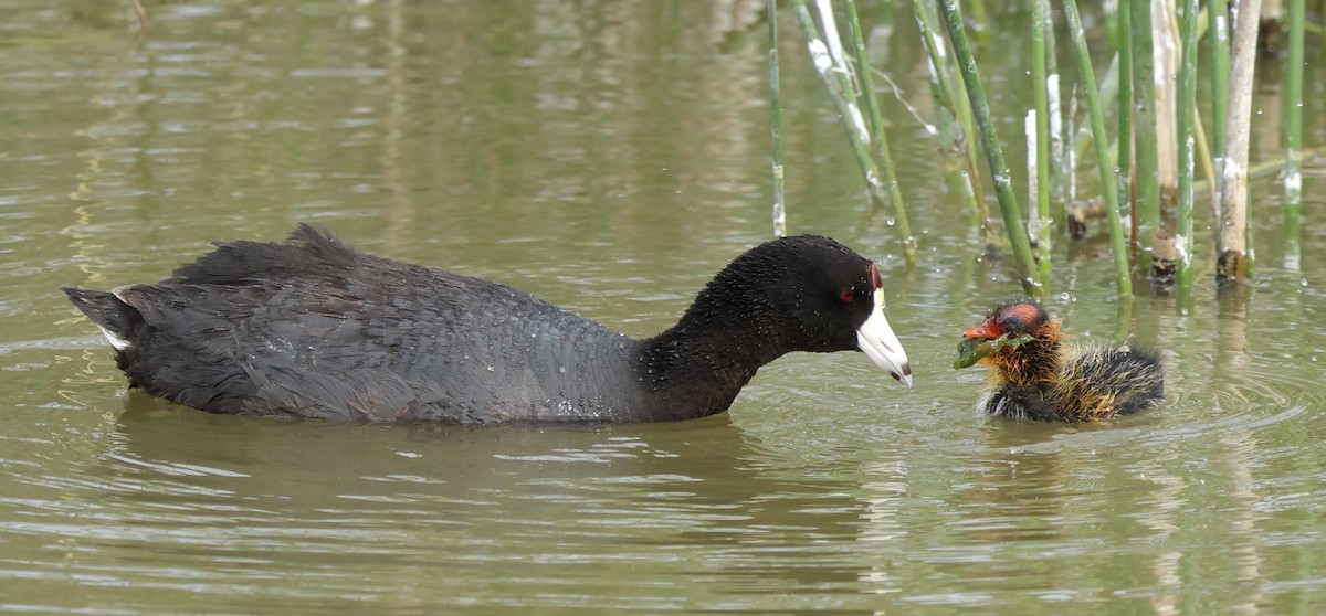 Foulque d'Amérique - ML620471593