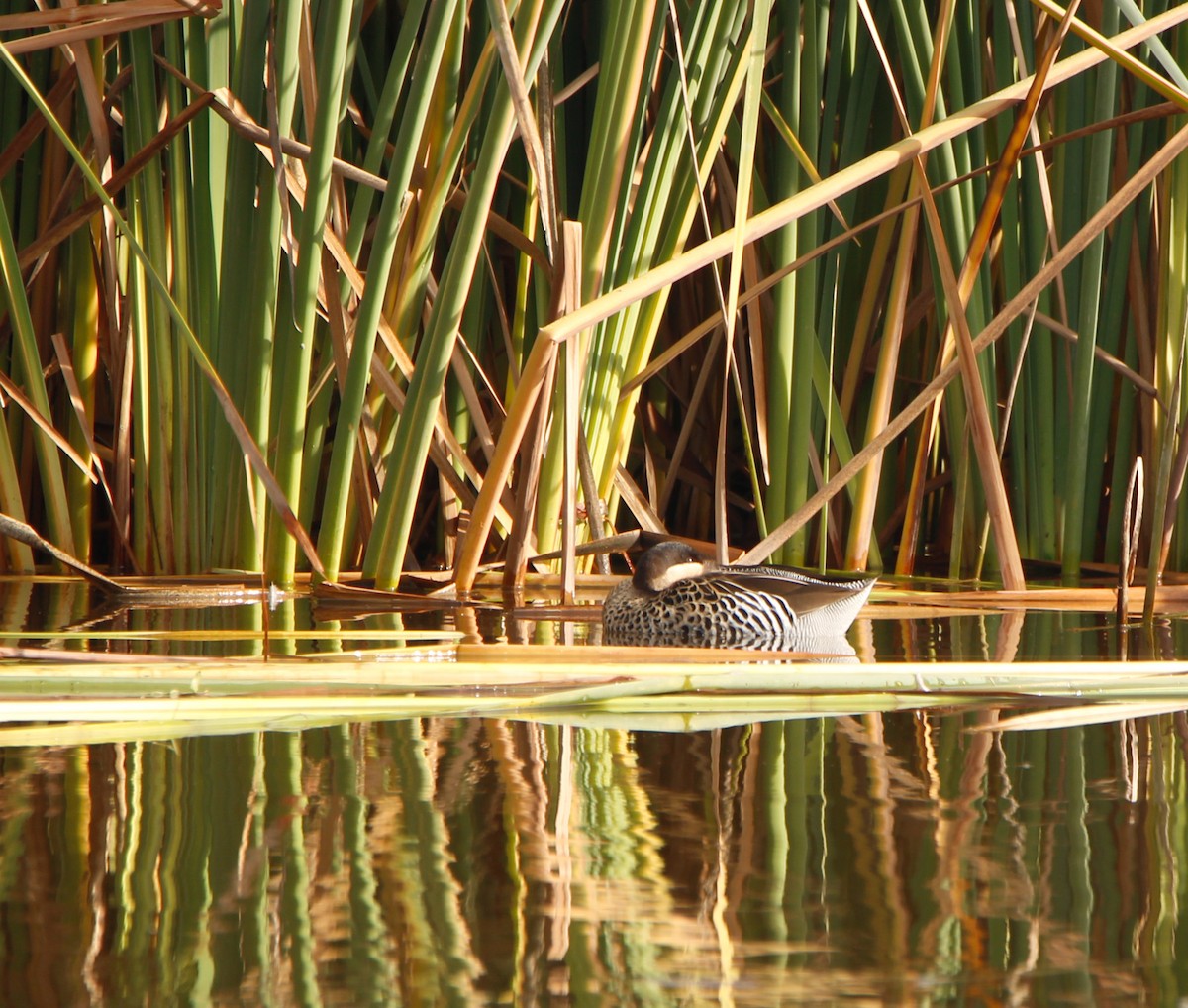 Silver Teal - ML620471596