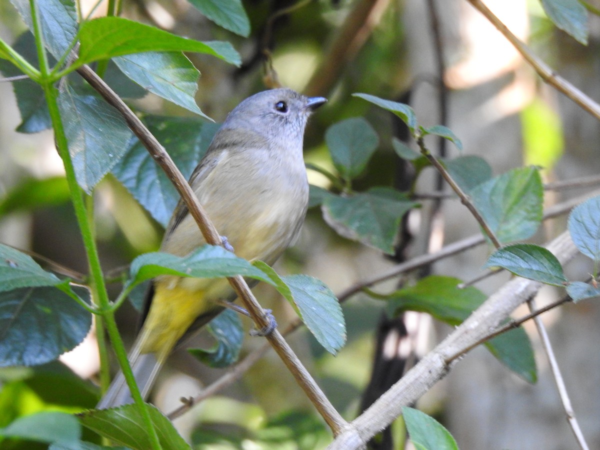 Golden Whistler - ML620471597