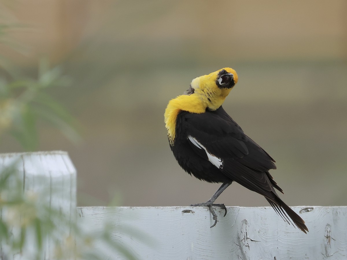 Yellow-headed Blackbird - ML620471603