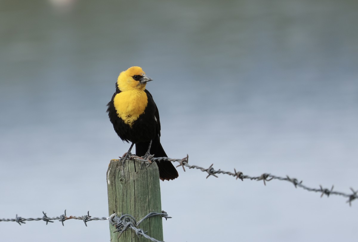 Yellow-headed Blackbird - ML620471605