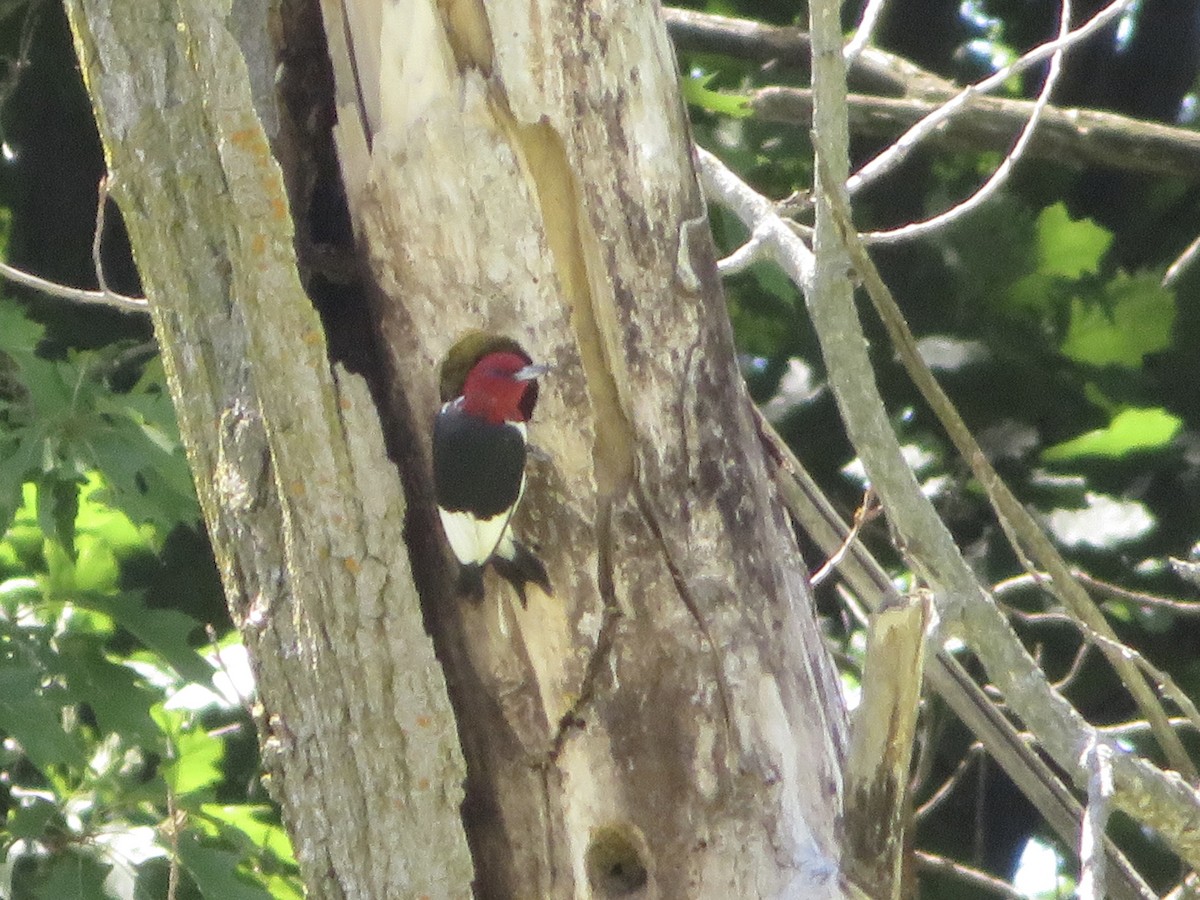 Red-headed Woodpecker - ML620471608