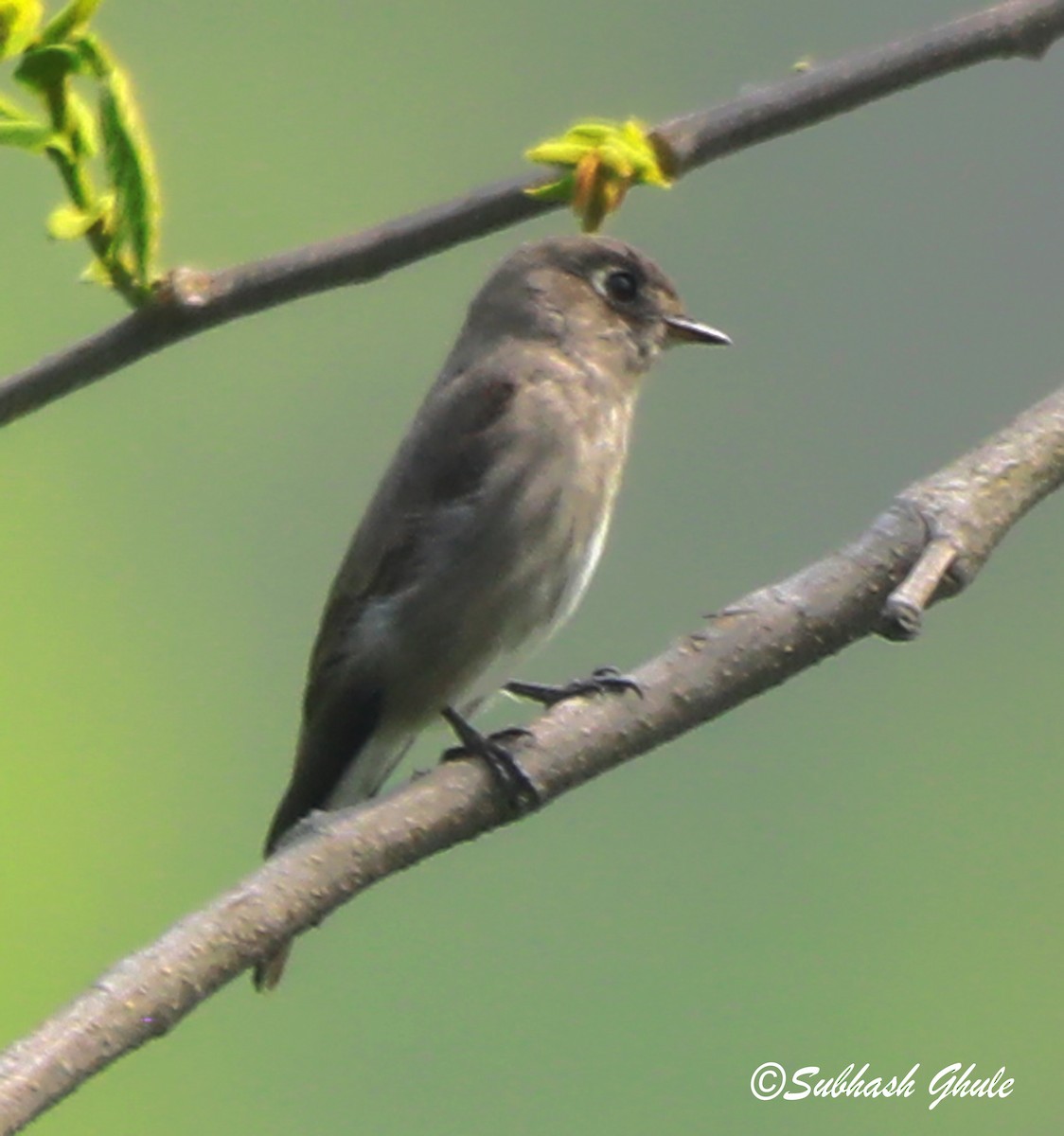 Papamoscas Siberiano - ML620471610