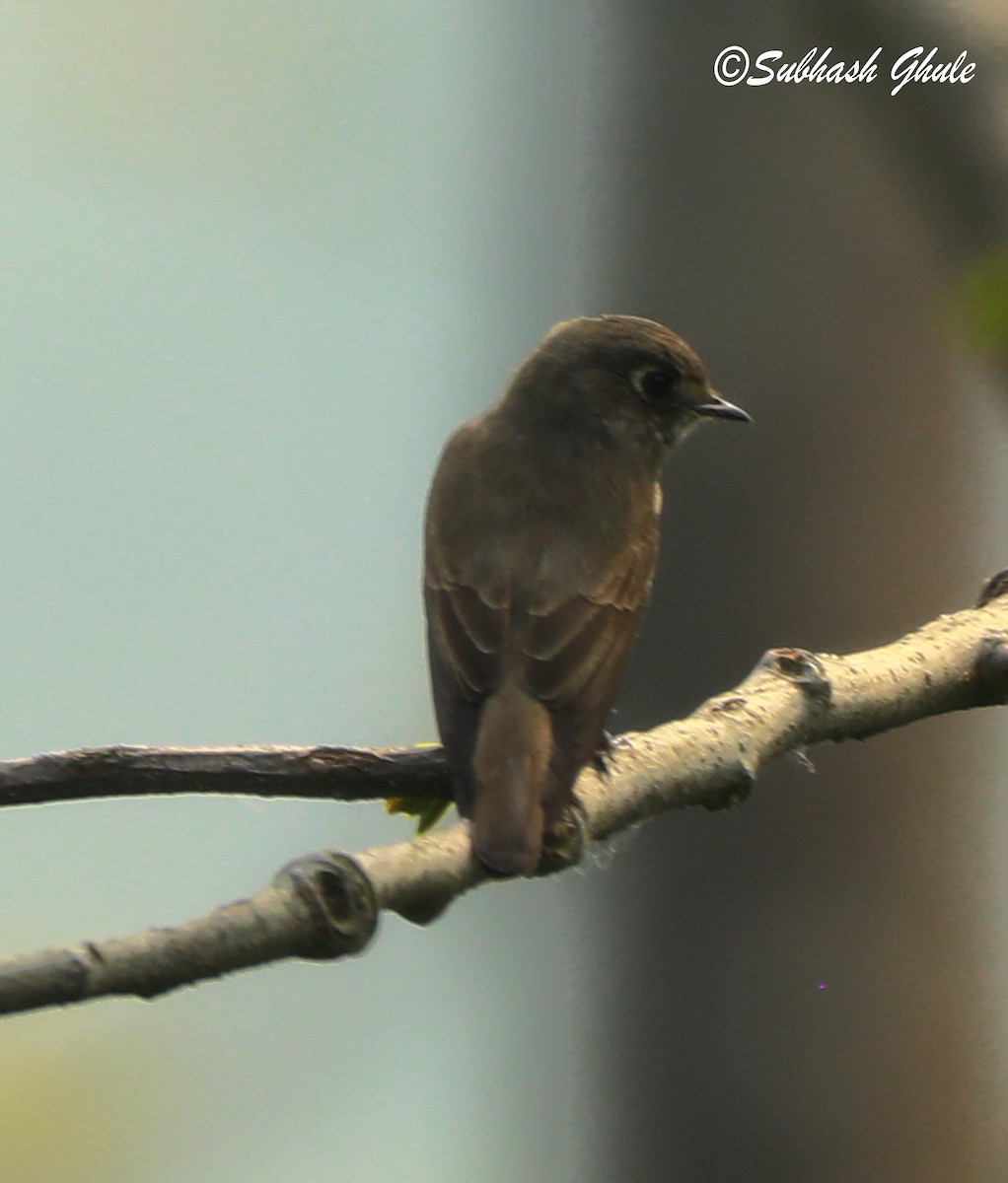 Dark-sided Flycatcher - ML620471611