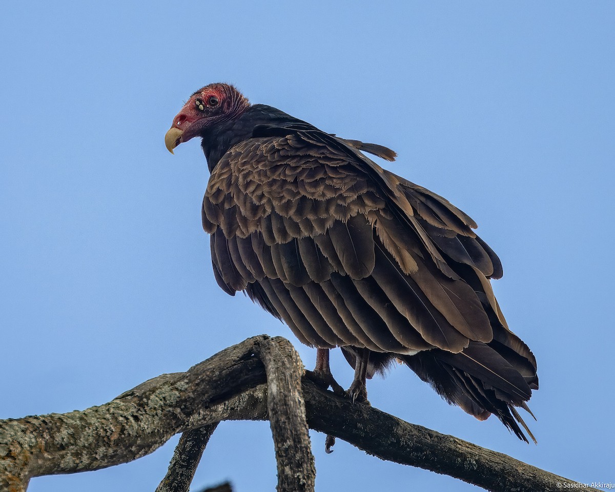 Turkey Vulture - ML620471613