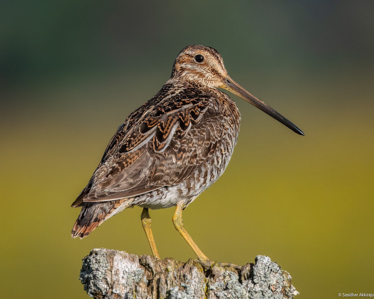 Wilson's Snipe - ML620471614