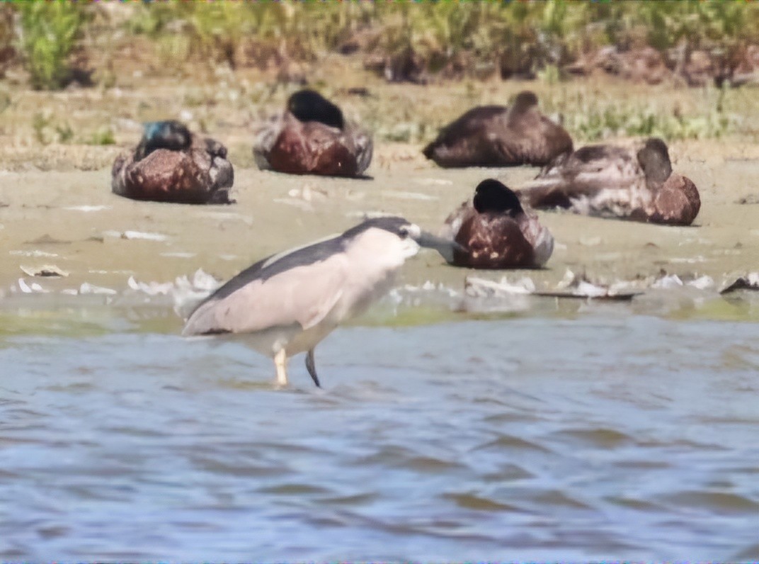 Black-crowned Night Heron - David Funke