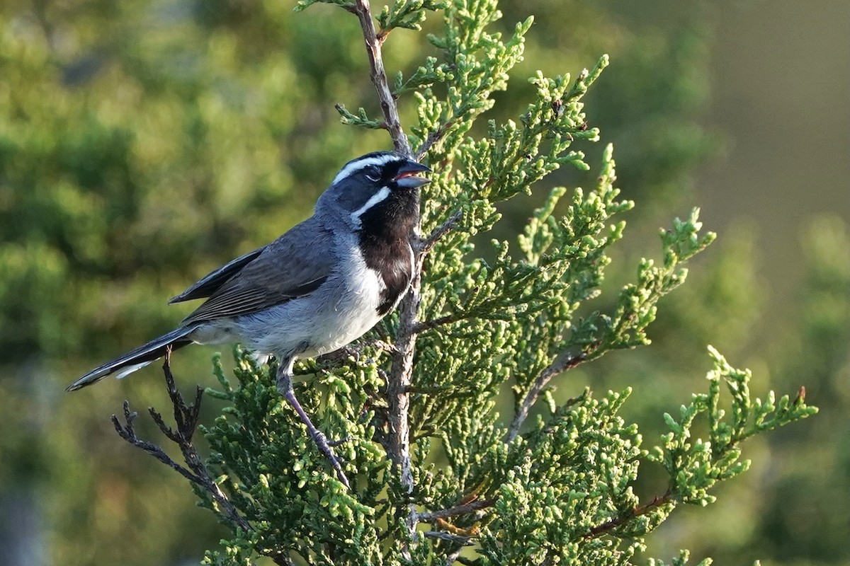 Black-throated Sparrow - ML620471624