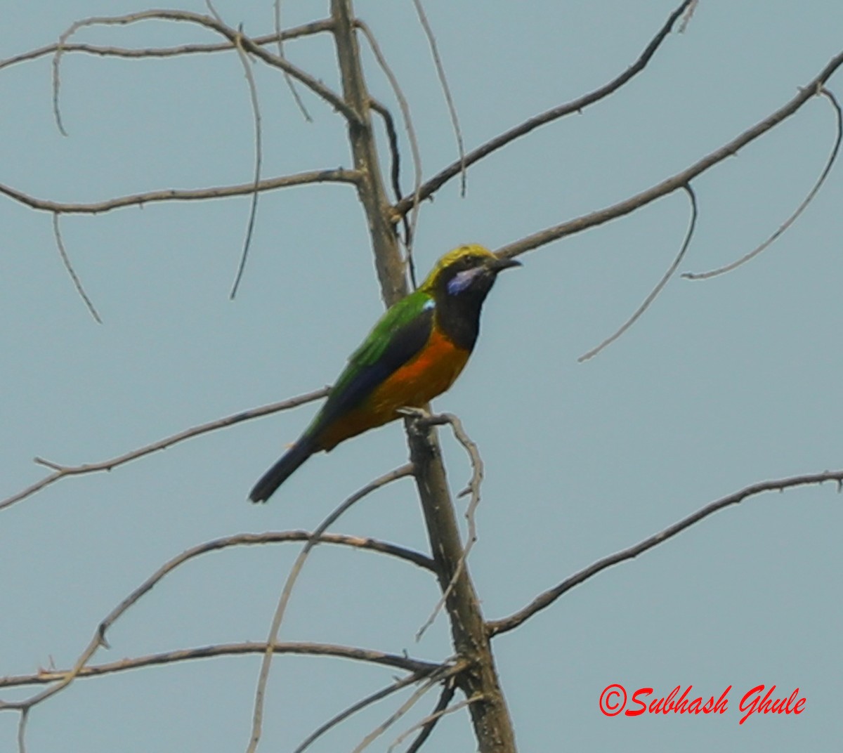 Orange-bellied Leafbird - ML620471626