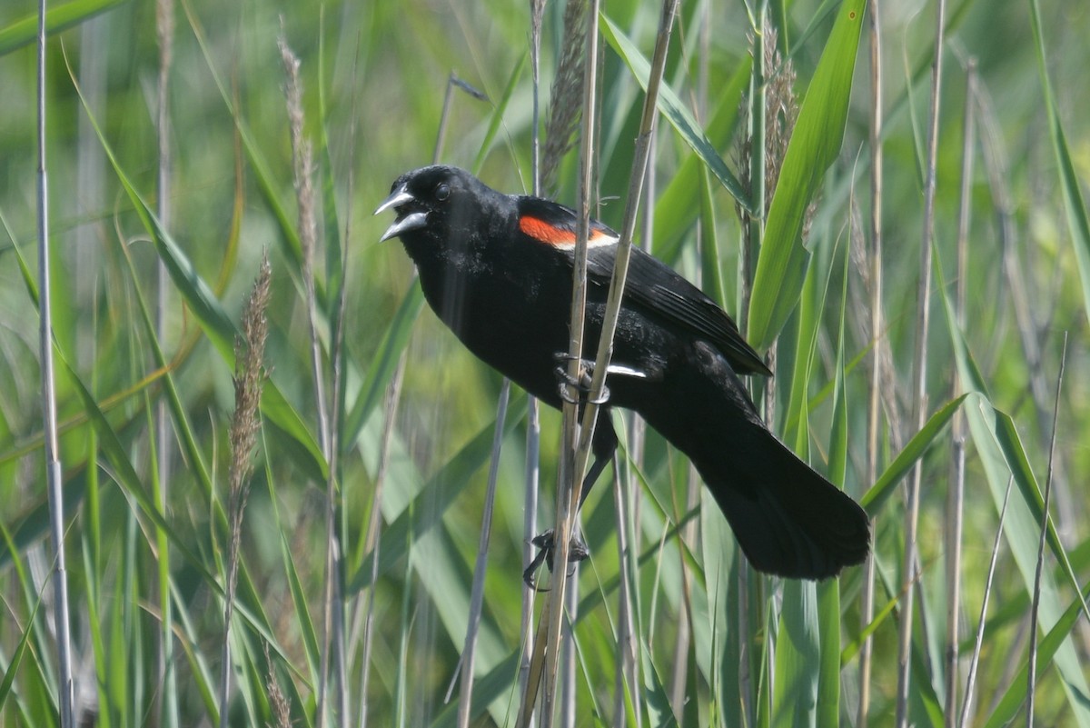 Red-winged Blackbird - ML620471637