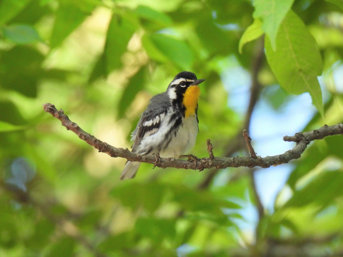 Yellow-throated Warbler - ML620471641