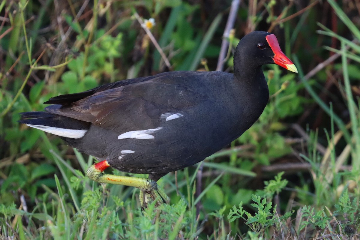 Common Gallinule - ML620471644