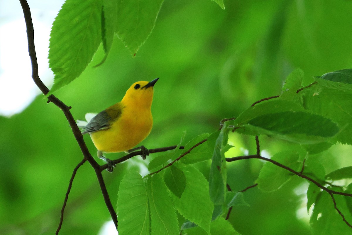Prothonotary Warbler - ML620471646