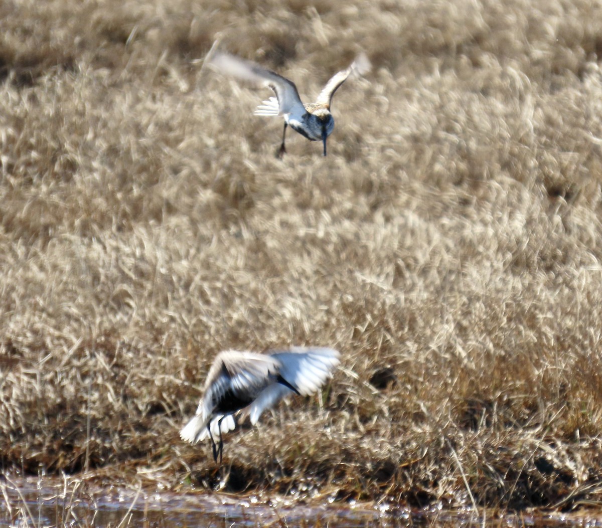 Dunlin (pacifica/arcticola) - ML620471648