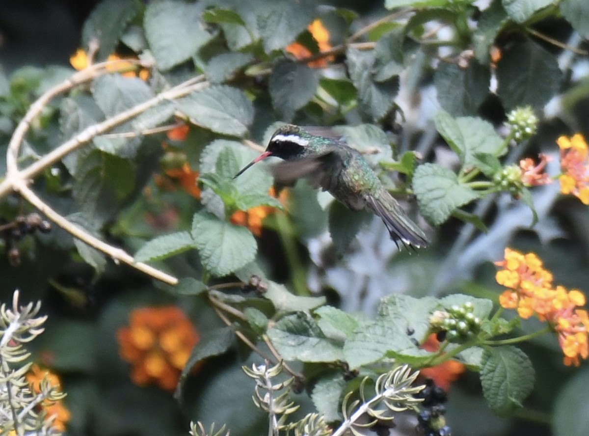 kolibřík bělouchý - ML620471652