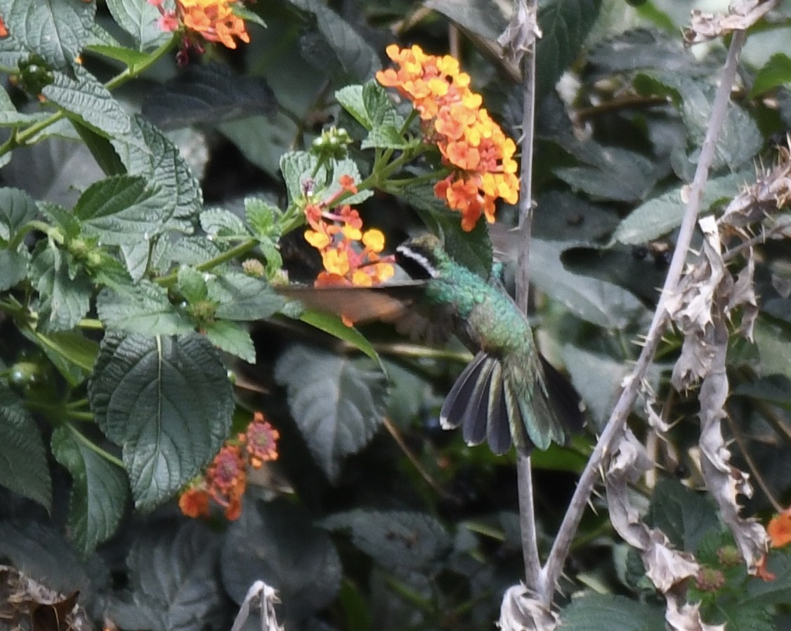 White-eared Hummingbird - ML620471653