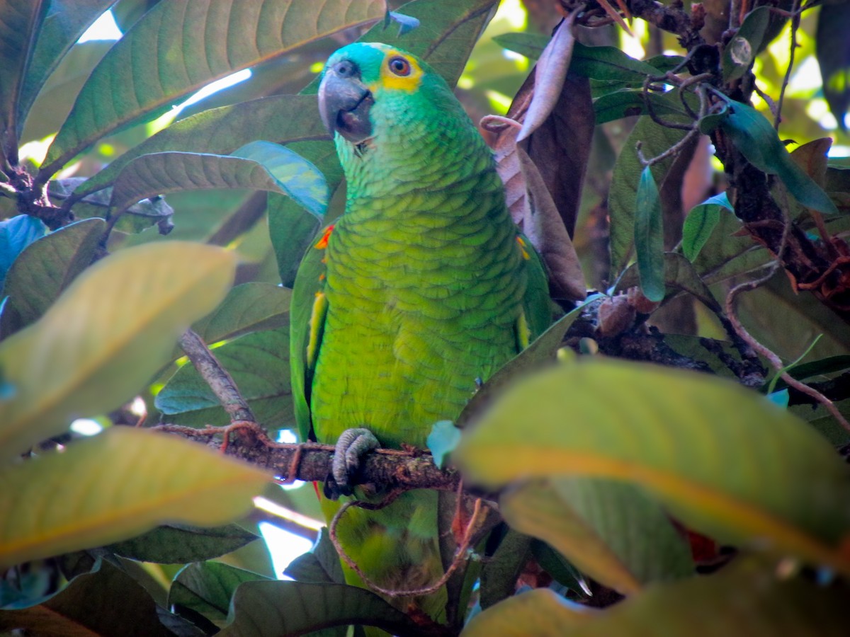 アオボウシインコ - ML620471654