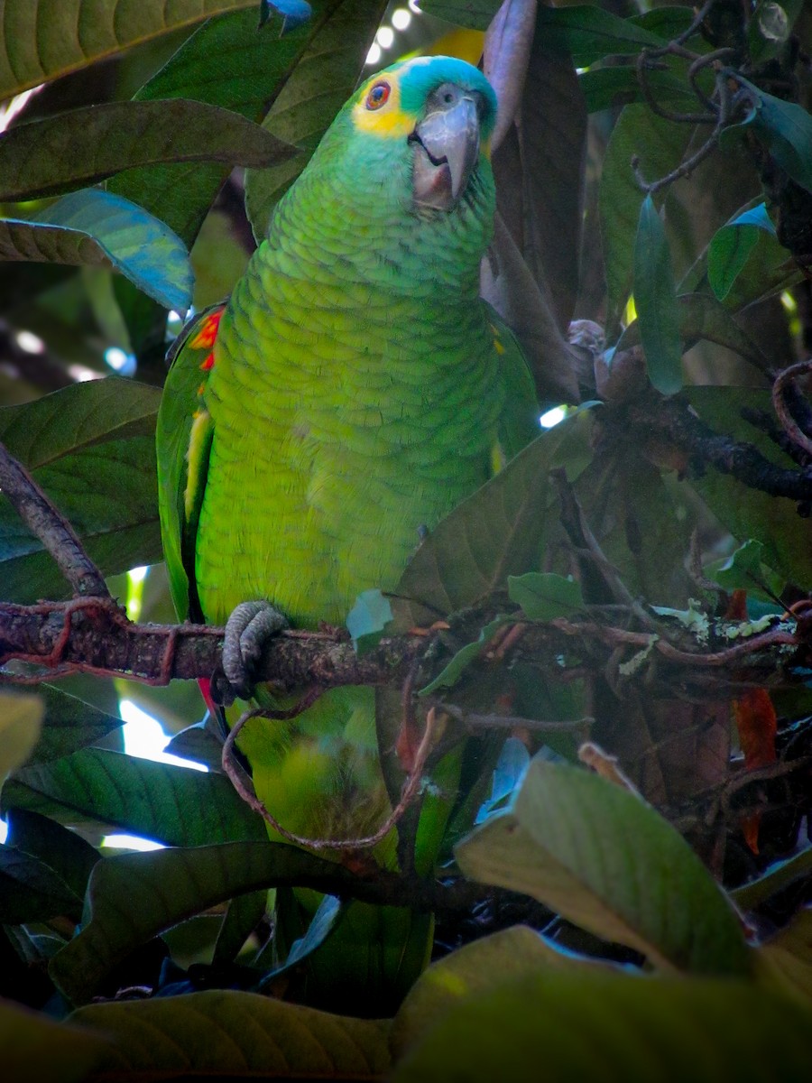 Turquoise-fronted Parrot - ML620471655