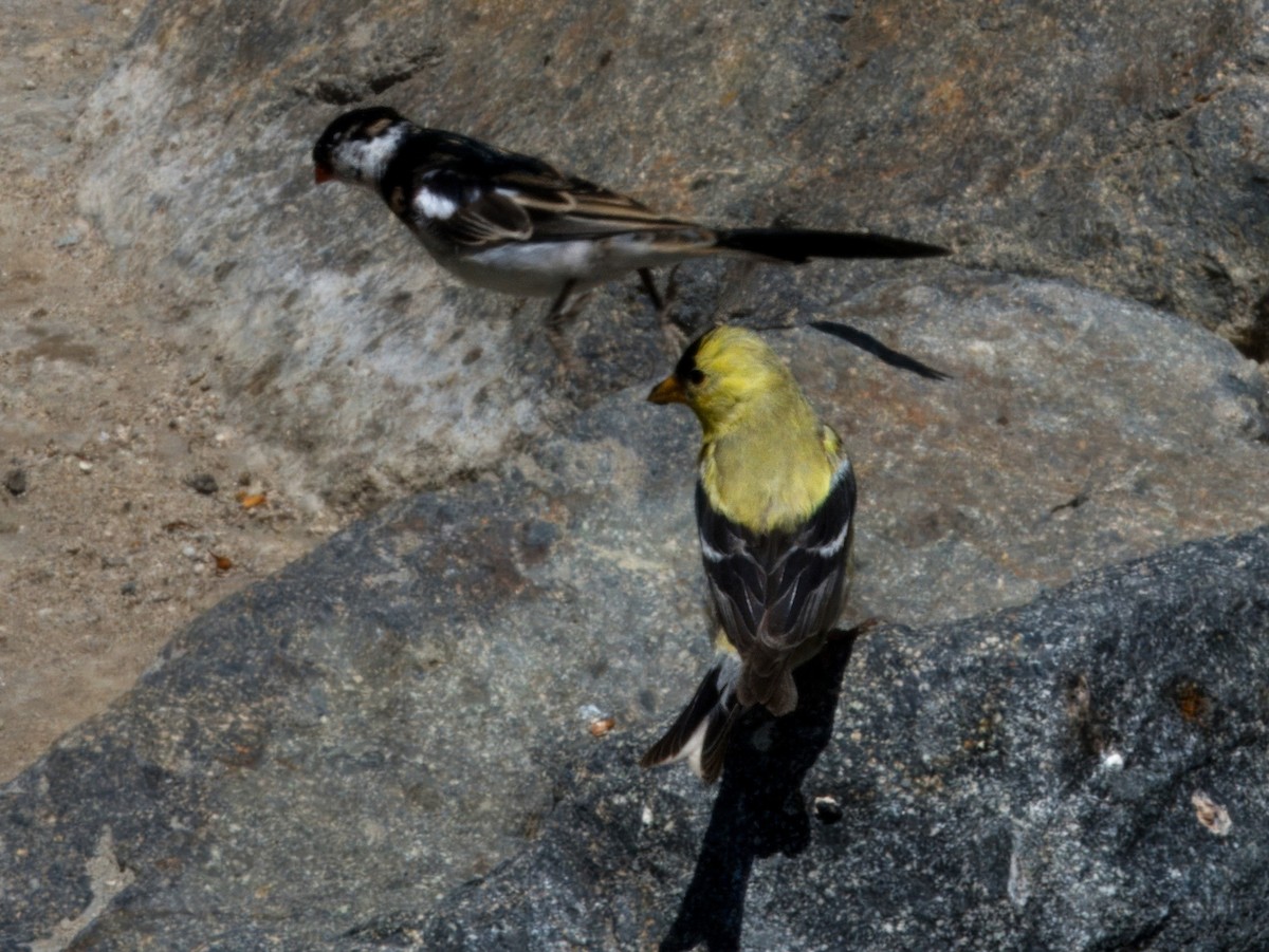 American Goldfinch - ML620471661