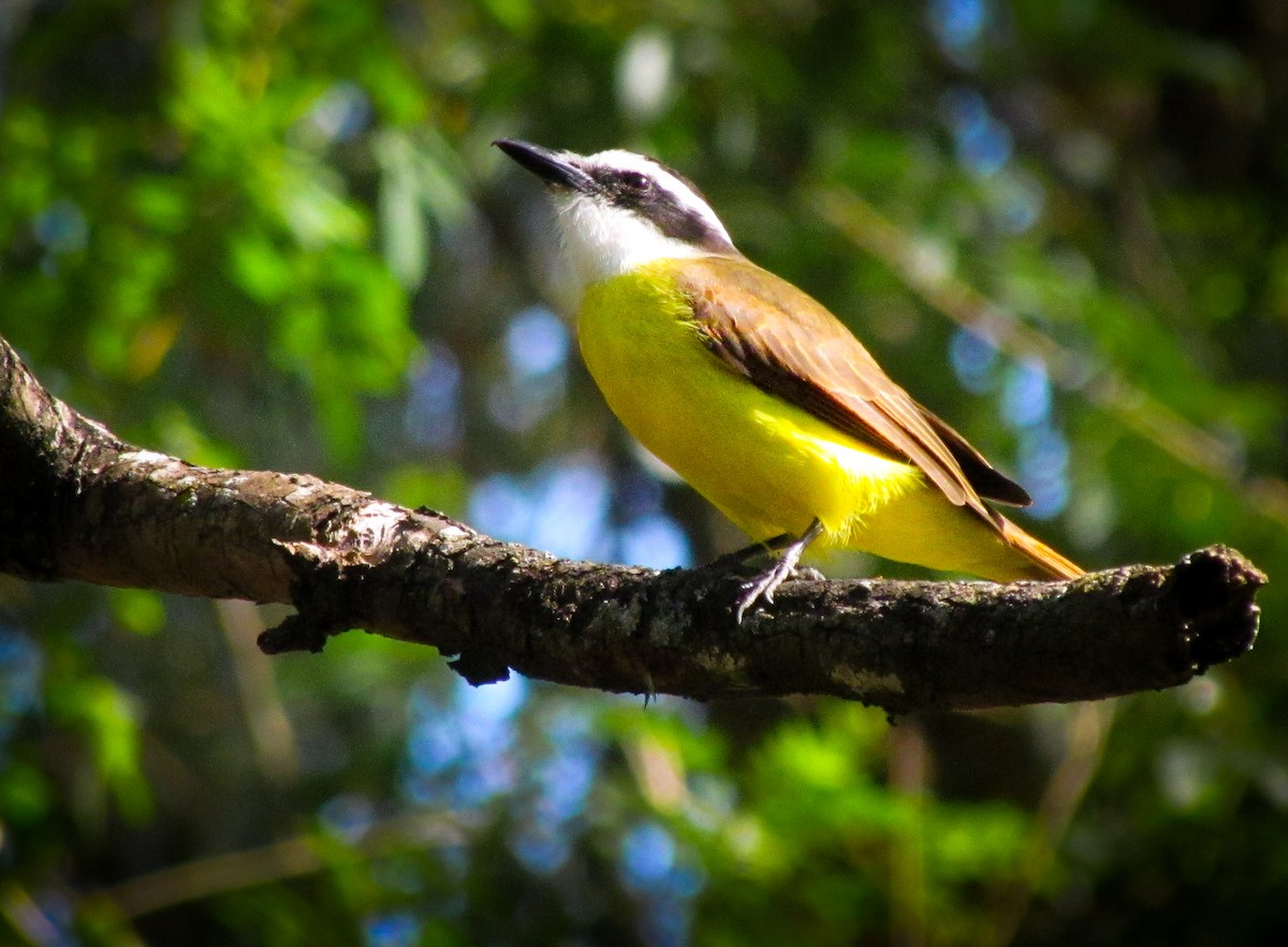 Great Kiskadee - ML620471668