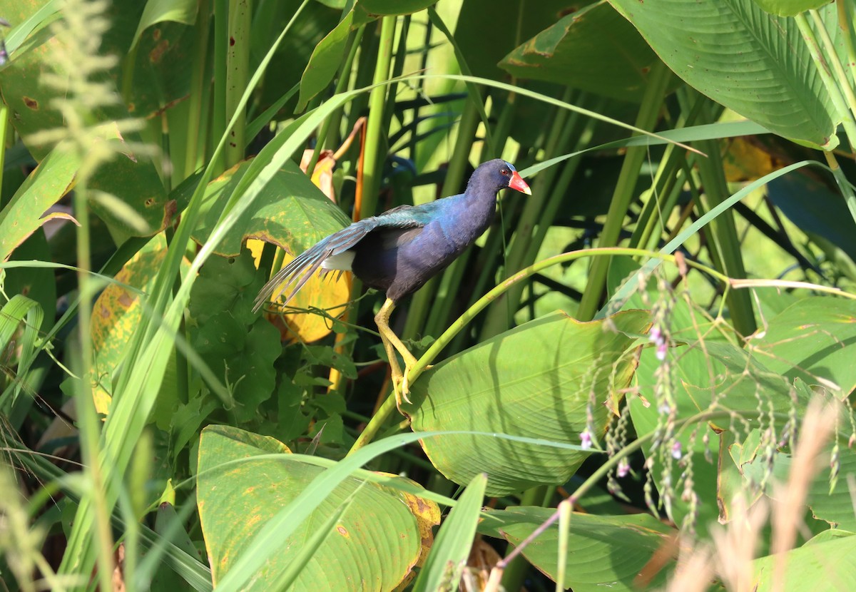 Purple Gallinule - ML620471671