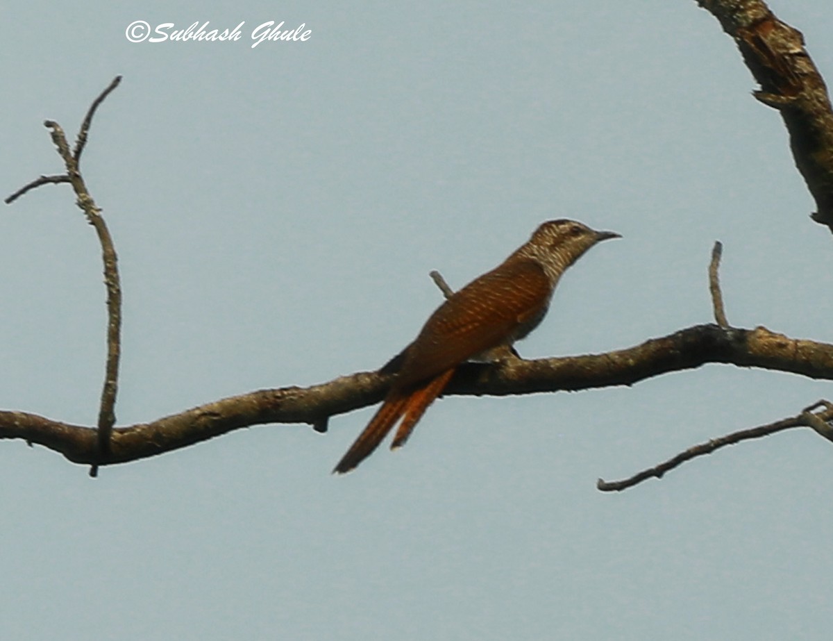 Banded Bay Cuckoo - ML620471672