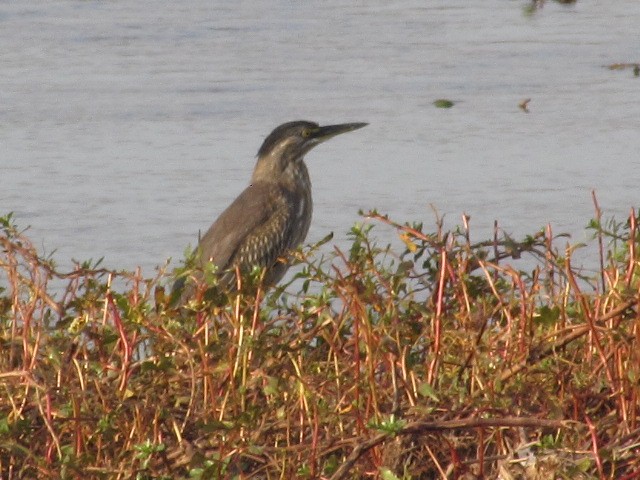 Striated Heron - ML620471674