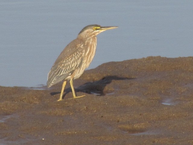 Striated Heron - ML620471676