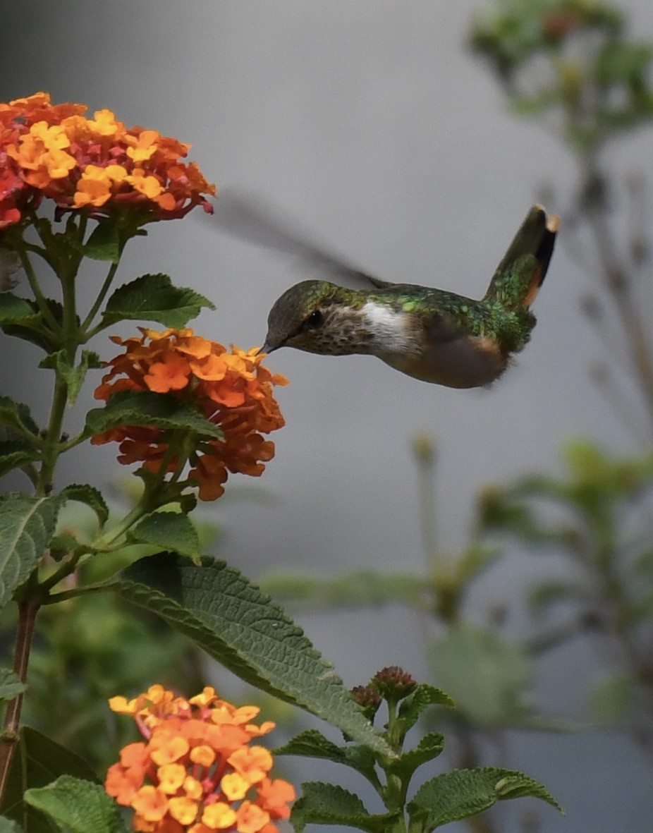 Bumblebee Hummingbird - Carl Ebeling