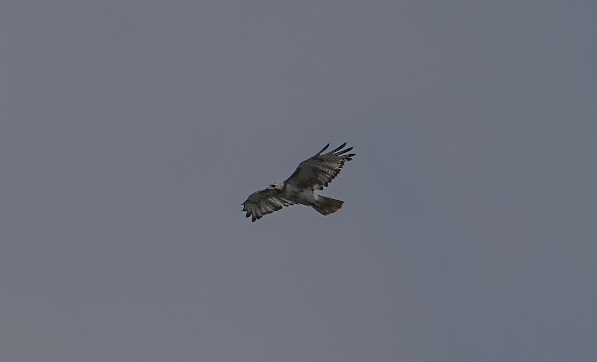 Red-tailed Hawk - ML620471682