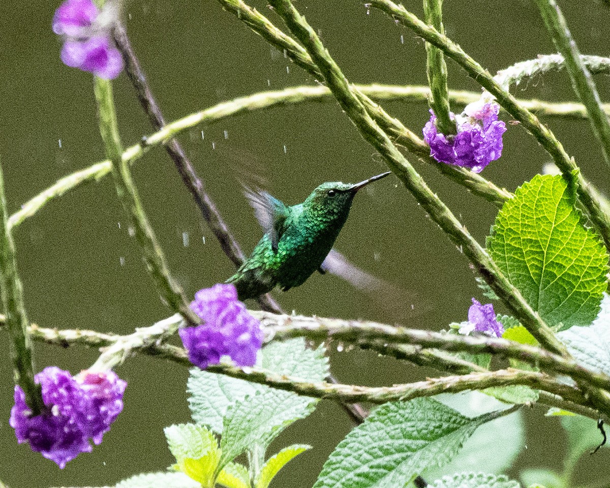 Western Emerald - ML620471685