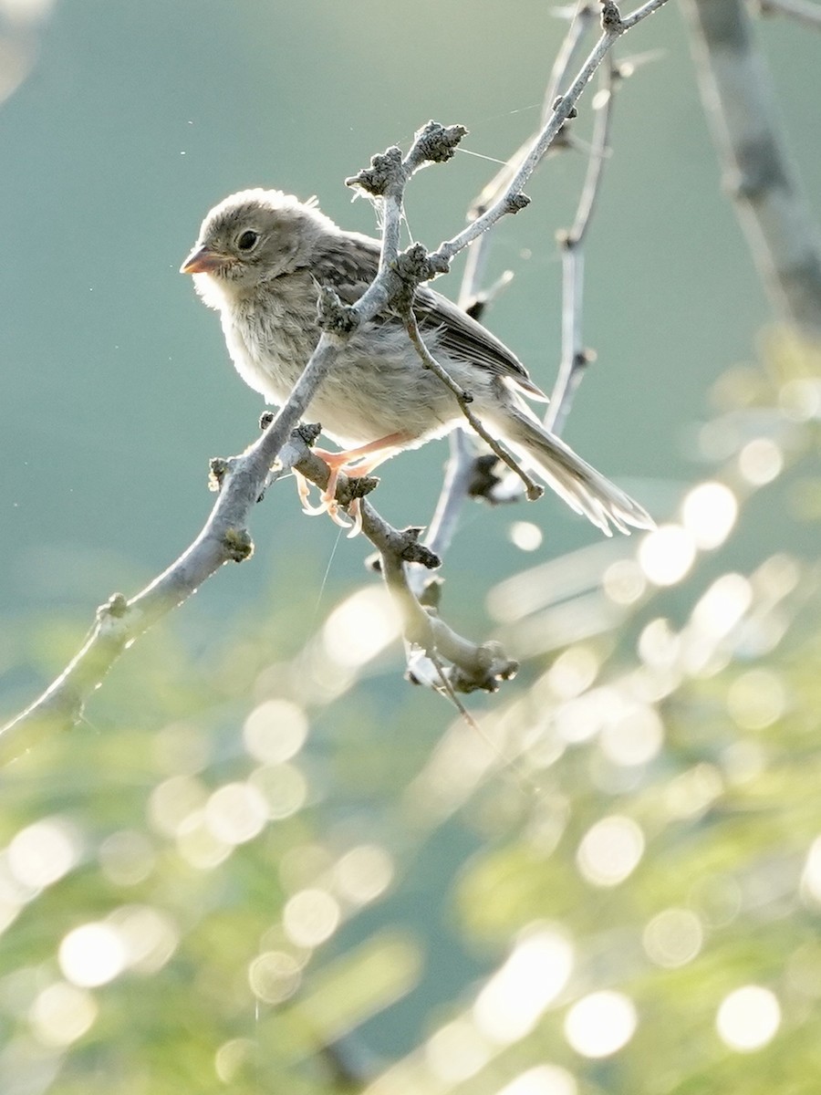 Field Sparrow - ML620471687