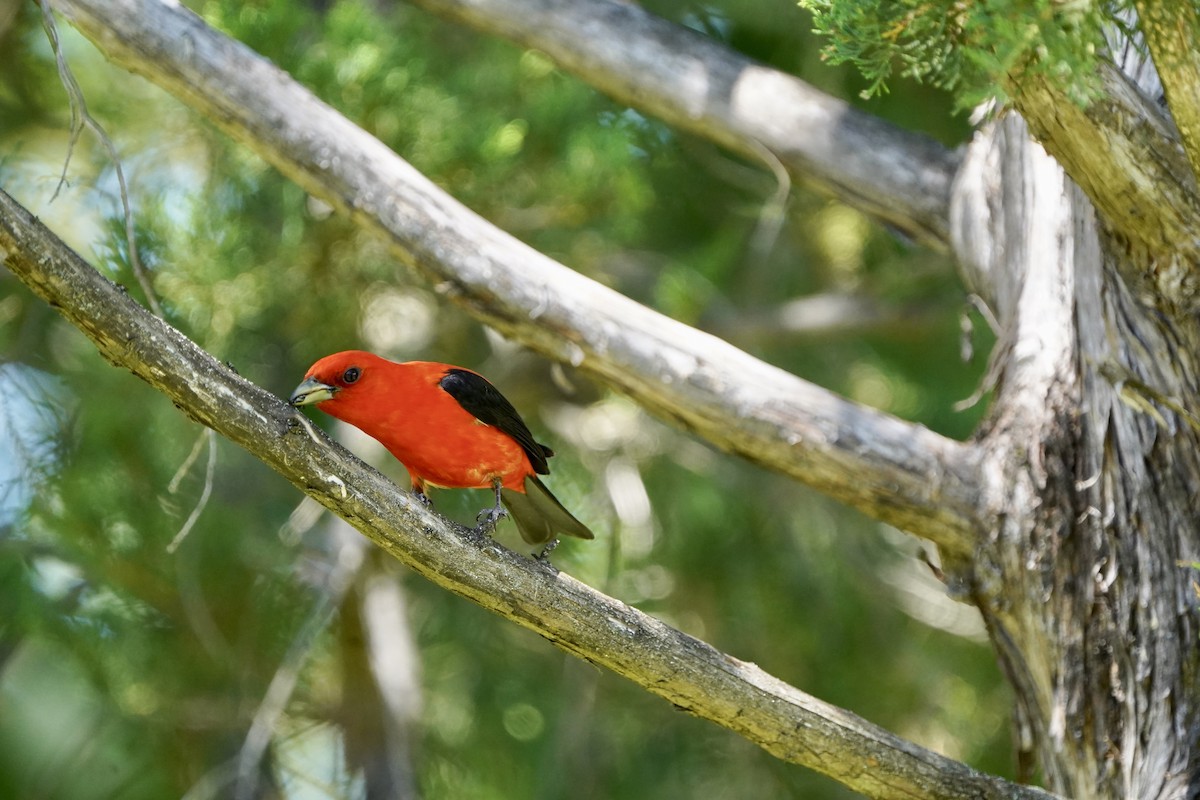 Scarlet Tanager - ML620471694