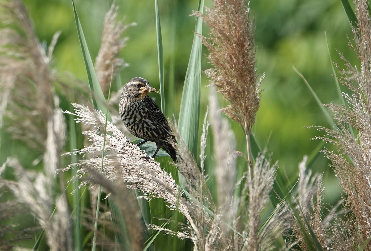 Red-winged Blackbird - ML620471696