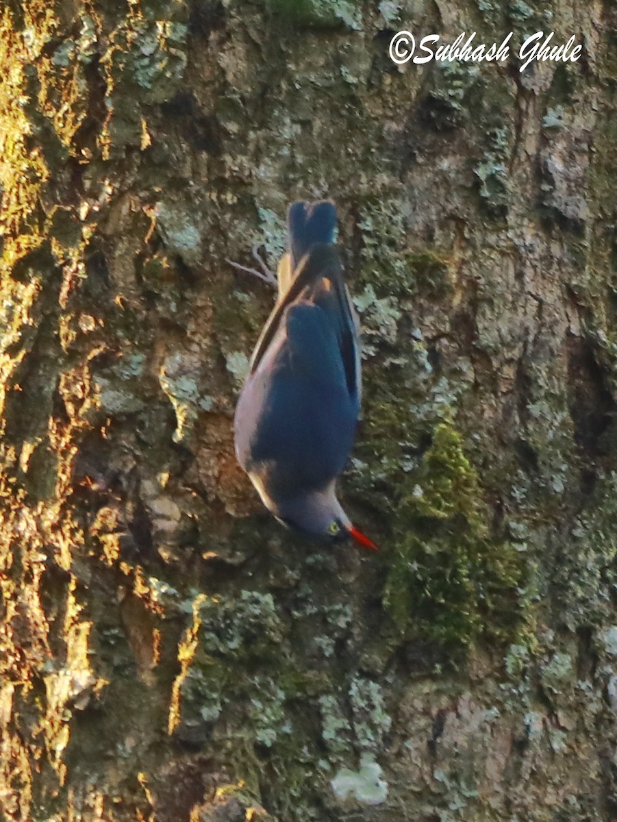 Velvet-fronted Nuthatch - ML620471698