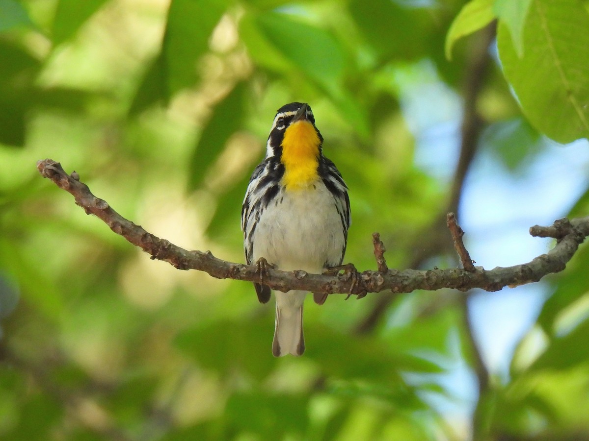 Yellow-throated Warbler - Ed Daniels