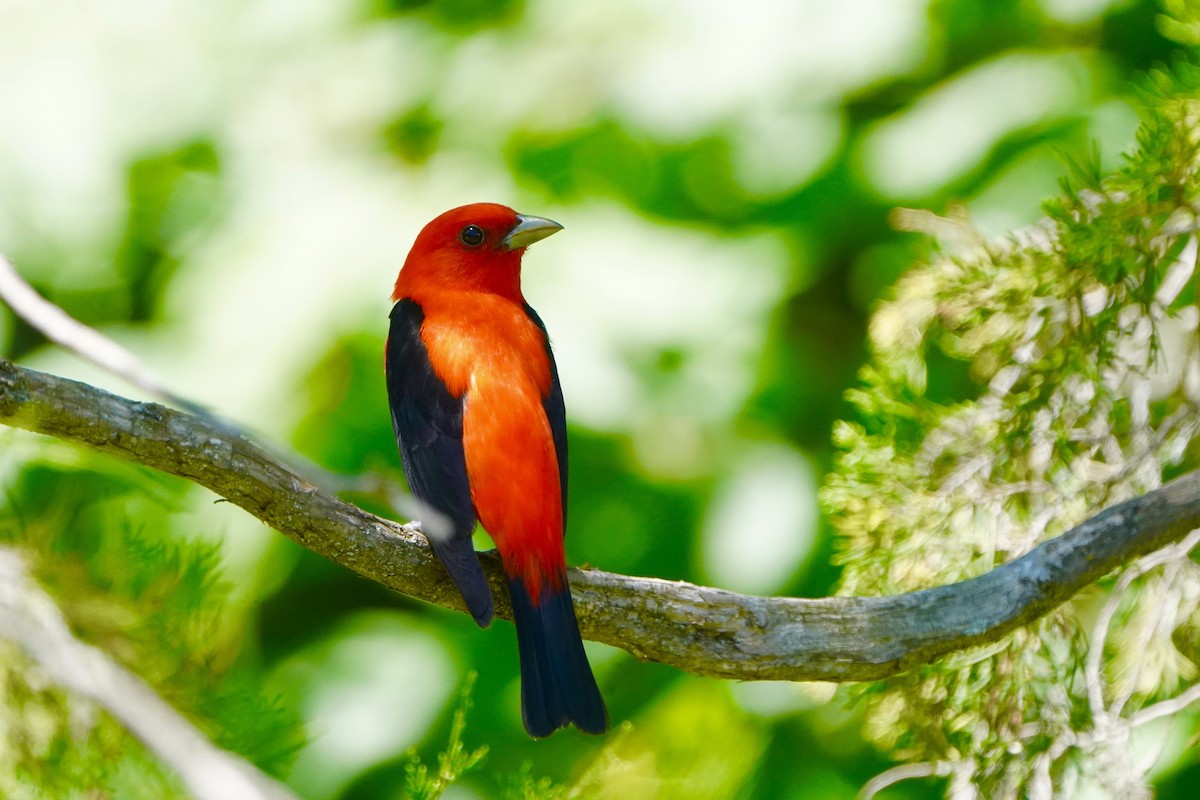 Scarlet Tanager - ML620471704