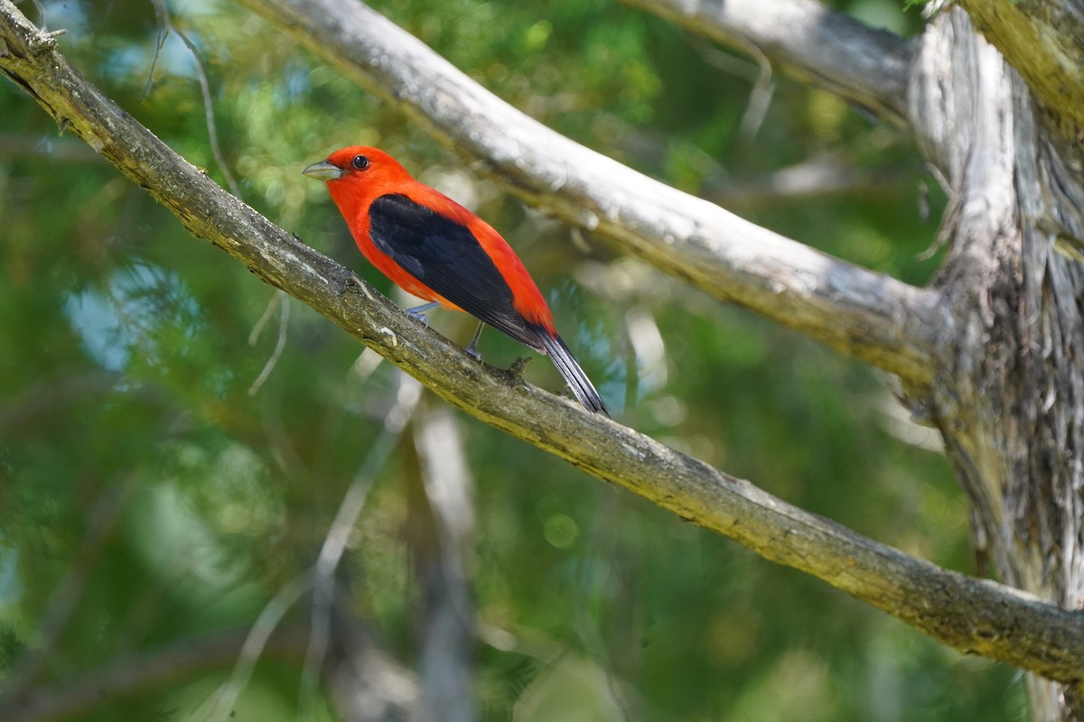 Scarlet Tanager - ML620471705