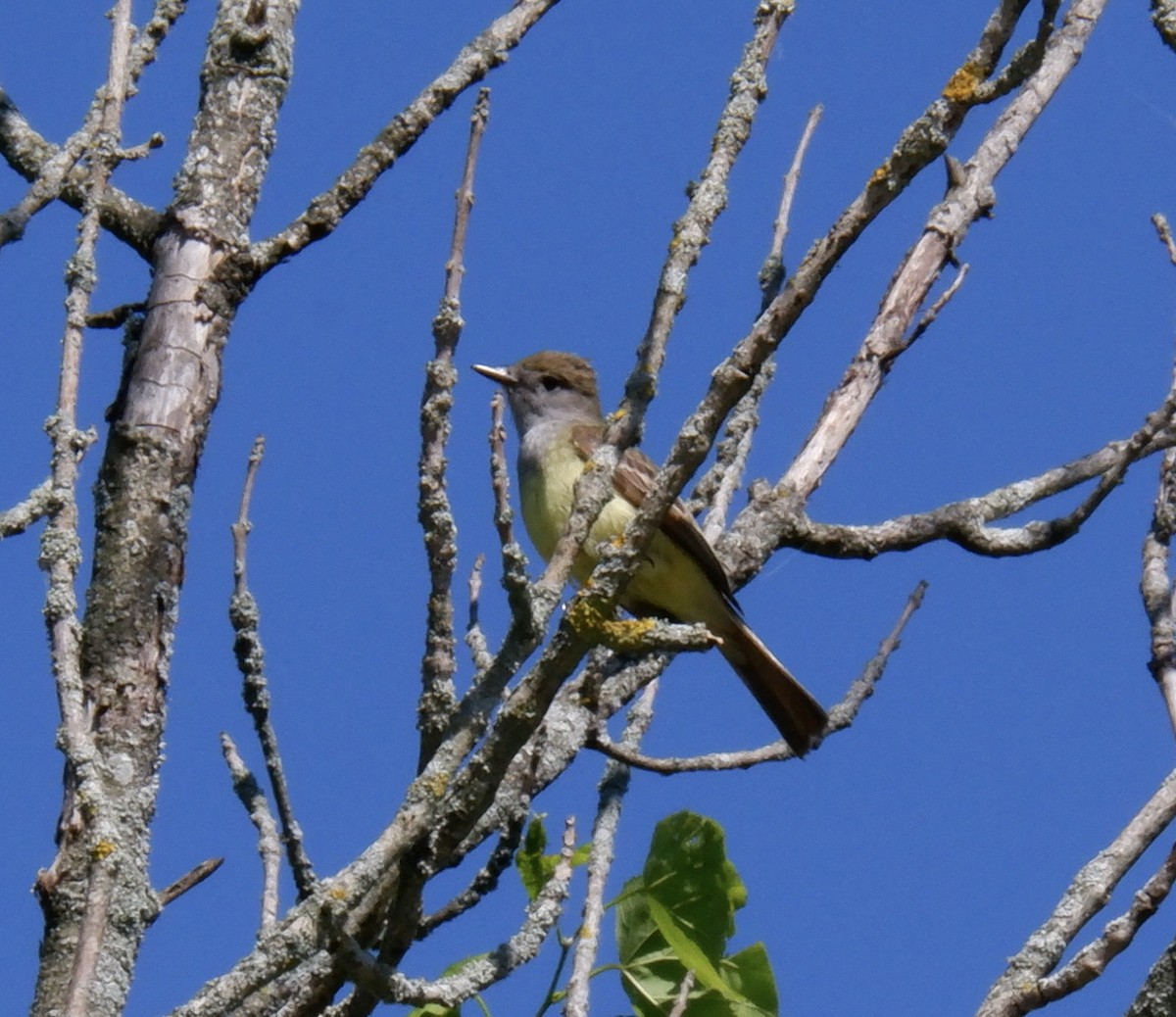 Great Crested Flycatcher - ML620471706